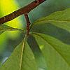 Asimina triloba, fruit