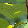 Asimina triloba, fruit