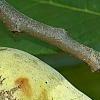 Asimina triloba, fruit