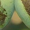 Asimina triloba, fruit