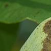 Asimina triloba, fruit