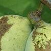 Asimina triloba, fruit