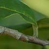 Asimina triloba, fruit