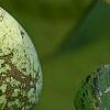 Asimina triloba, fruit