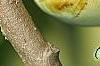 Asimina triloba, fruit