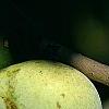 Asimina triloba, fruit