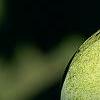 Asimina triloba, fruit