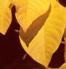 Asimina triloba, fall color