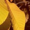 Asimina triloba, fall color