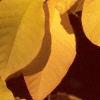 Asimina triloba, fall color