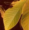 Asimina triloba, fall color