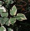 Aegopdium podagraria 'Variegatum', habit