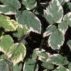 Aegopdium podagraria 'Variegatum', habit