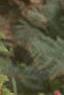 Angelica lucida, habit