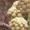 Angelica lucida, habit