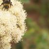 Angelica lucida, flowers