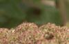 Angelica lucida, flowers