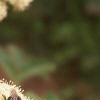 Angelica lucida, flowers