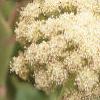 Angelica lucida, flowers