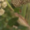 Angelica lucida, flowers