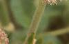 Angelica lucida, flowers