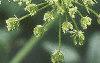 Cicuta maculata, flowers