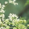 Cicuta maculata, flowers