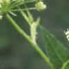Cicuta maculata, flowers