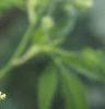 Cicuta maculata, flowers