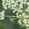 Cicuta maculata, flowers