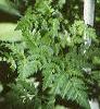 Conium maculatum, leaves