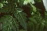 Conium maculatum, leaves
