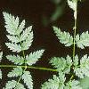 Conium maculatum, leaves