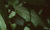 Conium maculatum, leaves