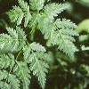Conium maculatum, leaves