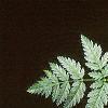 Conium maculatum, leaves