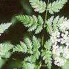 Conium maculatum, leaves