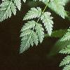 Conium maculatum, leaves