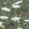 Daucus carota, habit