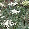 Daucus carota, habit