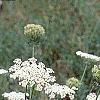 Daucus carota, habit