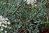 Daucus carota, habit
