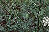Daucus carota, habit