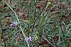 Daucus carota, habit
