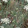 Daucus carota, habit