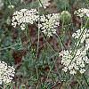 Daucus carota, habit