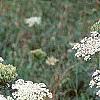 Daucus carota, habit