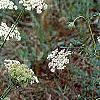 Daucus carota, habit