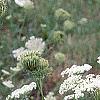 Daucus carota, habit