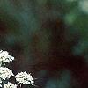Daucus carota, flowers